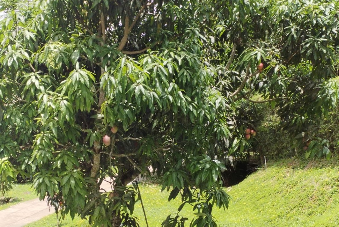 Mango tree with multiple ripe mangoes hanging among dense green leaves in a sunny yard