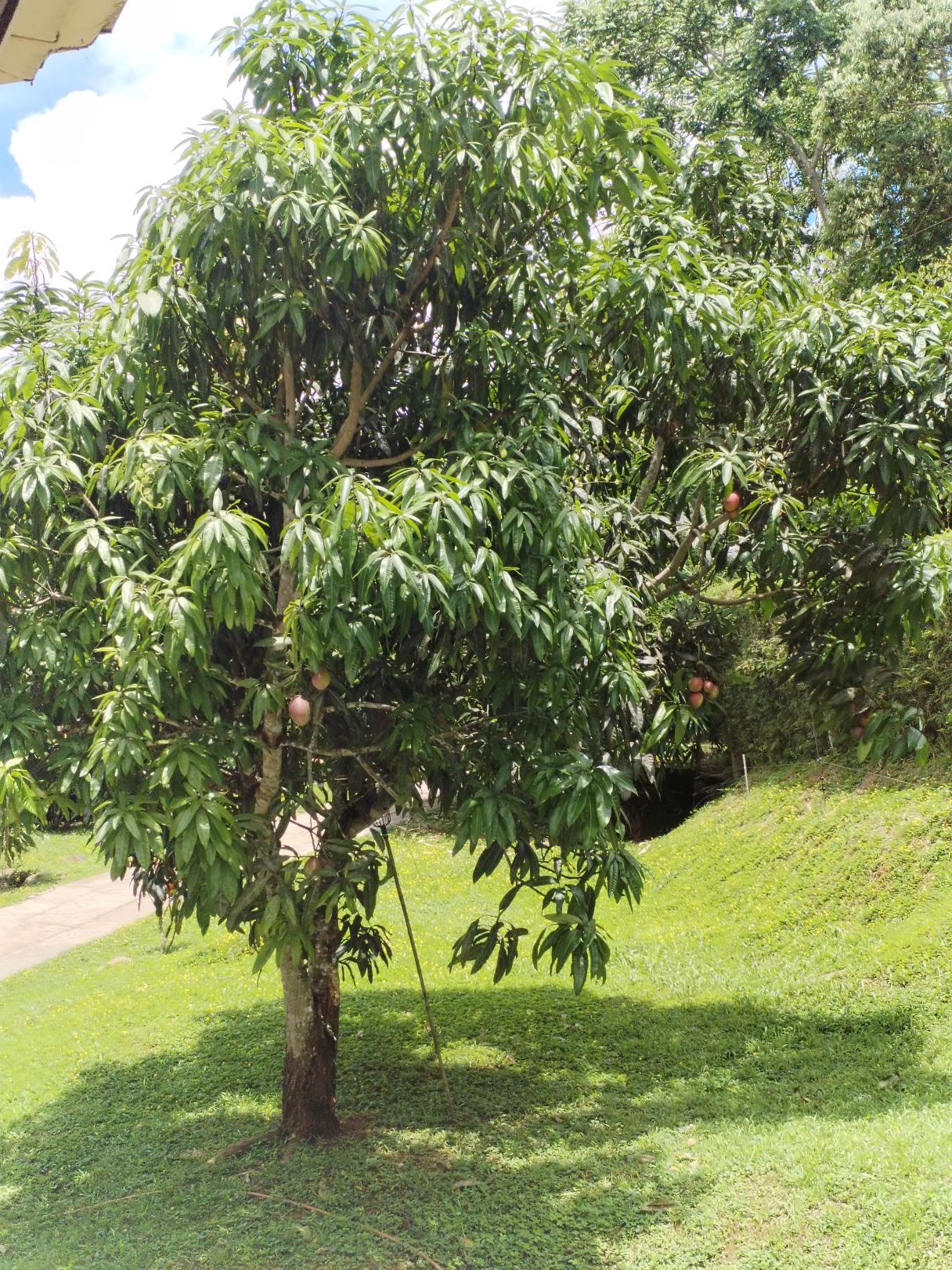 Mango tree with multiple ripe mangoes hanging among dense green leaves in a sunny yard