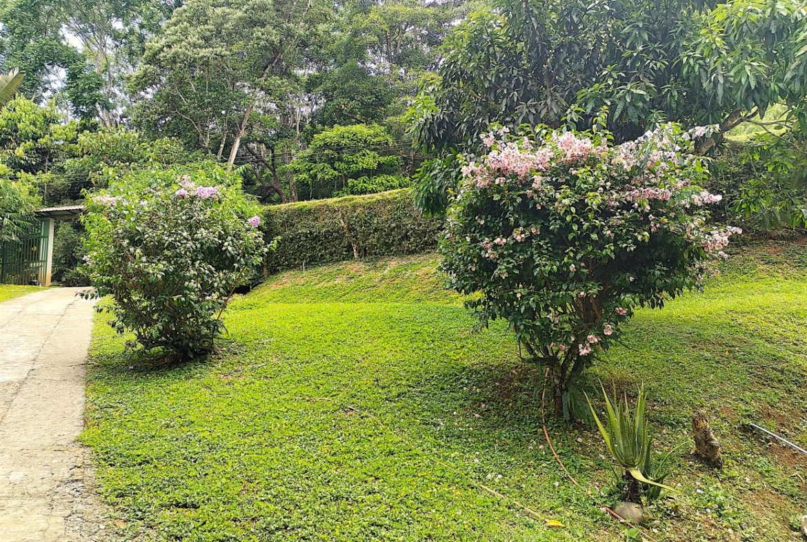 Garden scene with two pink-flowered shrubs along a paved path and green lawn beneath a backdrop of trees.