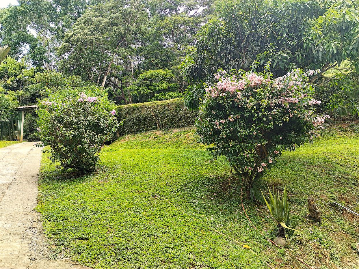 Garden scene with two pink-flowered shrubs along a paved path and green lawn beneath a backdrop of trees.