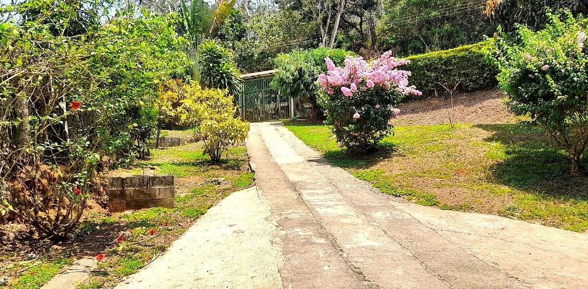 Stone pathway through a sunny garden with pink flowering bush and lush greenery leading to a gate in the distance.