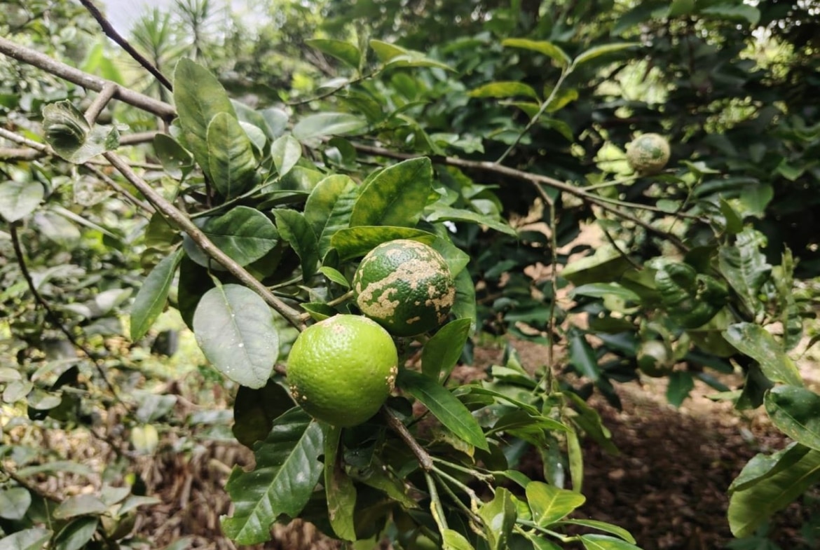 Green citrus fruits on a leafy branch, with one fruit showing brownish blemishes, in a garden setting