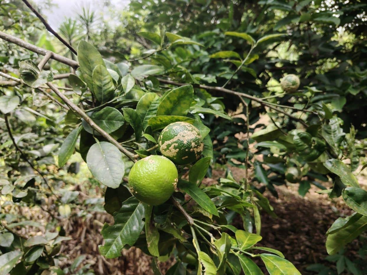Green citrus fruits on a leafy branch, with one fruit showing brownish blemishes, in a garden setting