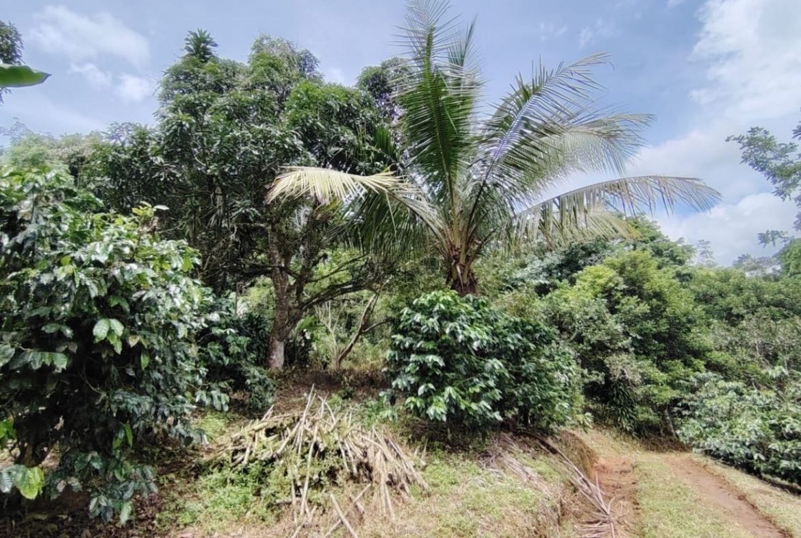 Tropical garden scene with a tall palm tree amid dense green shrubs and a dirt path; dried palm fronds lie on the ground nearby.