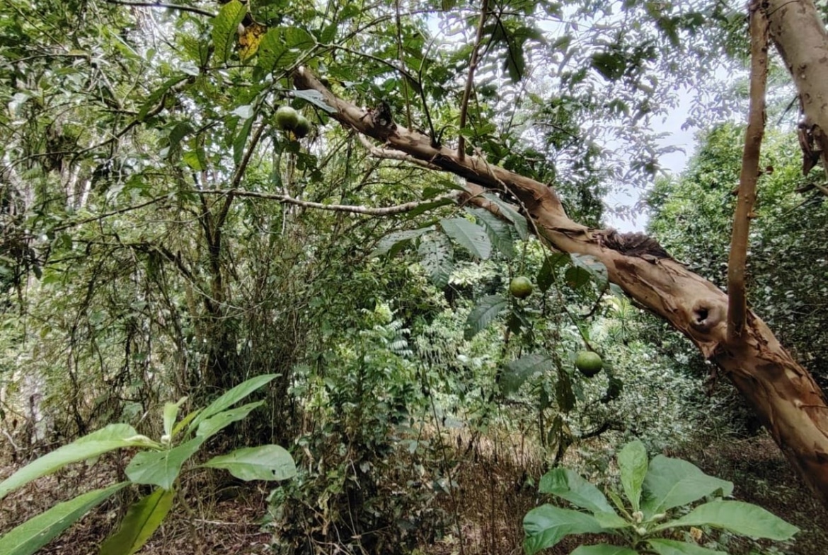 Tree branch with several green, round fruits hanging among dense foliage in a wooded garden area