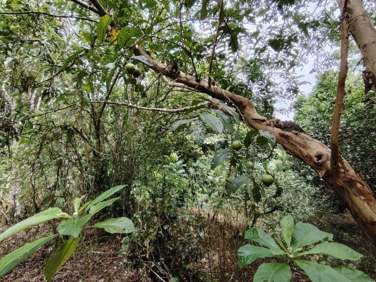 Tree branch with several green, round fruits hanging among dense foliage in a wooded garden area