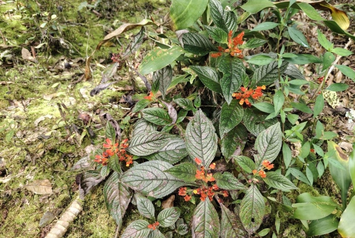 Orange flower clusters on a copperleaf plant with dark, veined leaves in a mossy garden bed.