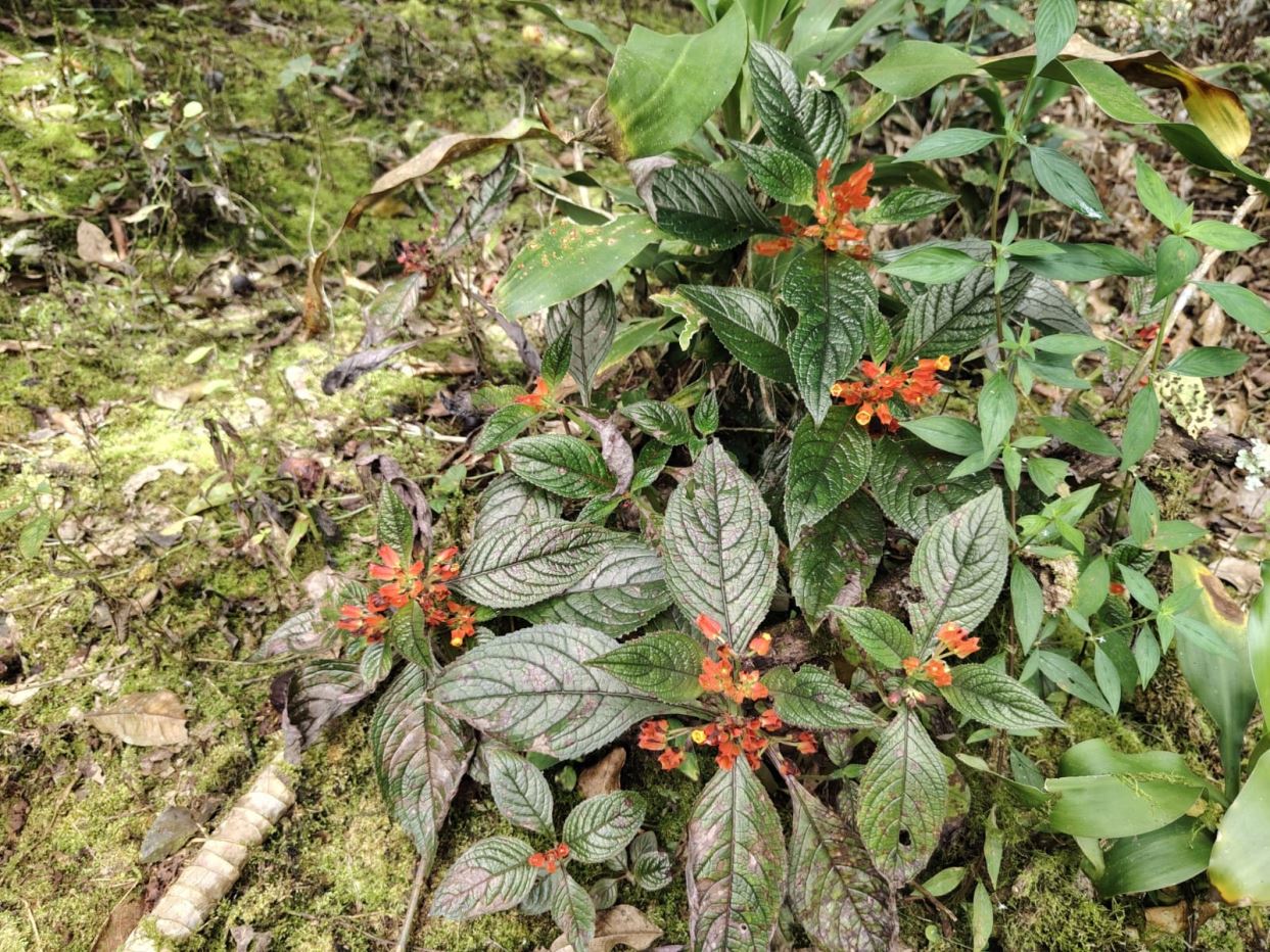 Orange flower clusters on a copperleaf plant with dark, veined leaves in a mossy garden bed.