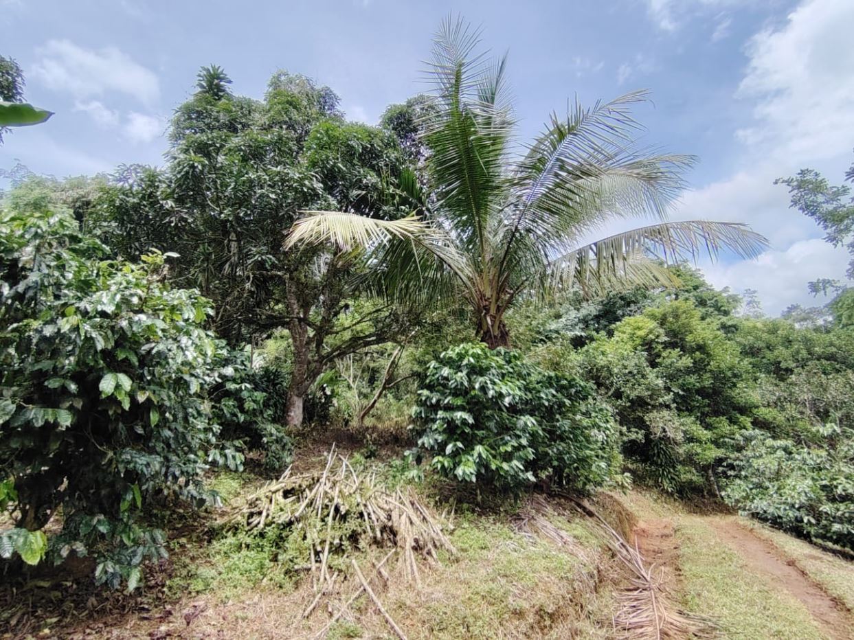 Tropical garden scene with a tall palm tree amid dense green shrubs and a dirt path; dried palm fronds lie on the ground nearby.