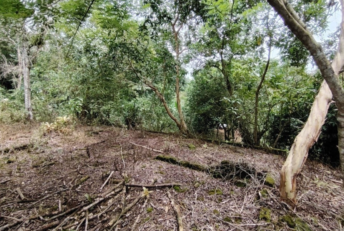 Dense forest floor with fallen branches and leafy undergrowth; a person partially visible among the shrubs in the background.