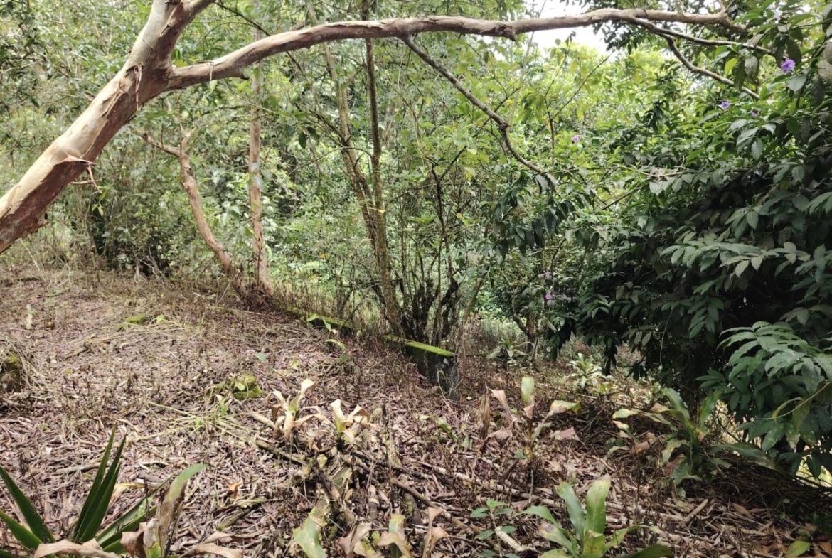 Dense tropical undergrowth with a large curved fallen tree trunk arching across the scene and leafy shrubs surrounding it, on the forest floor.