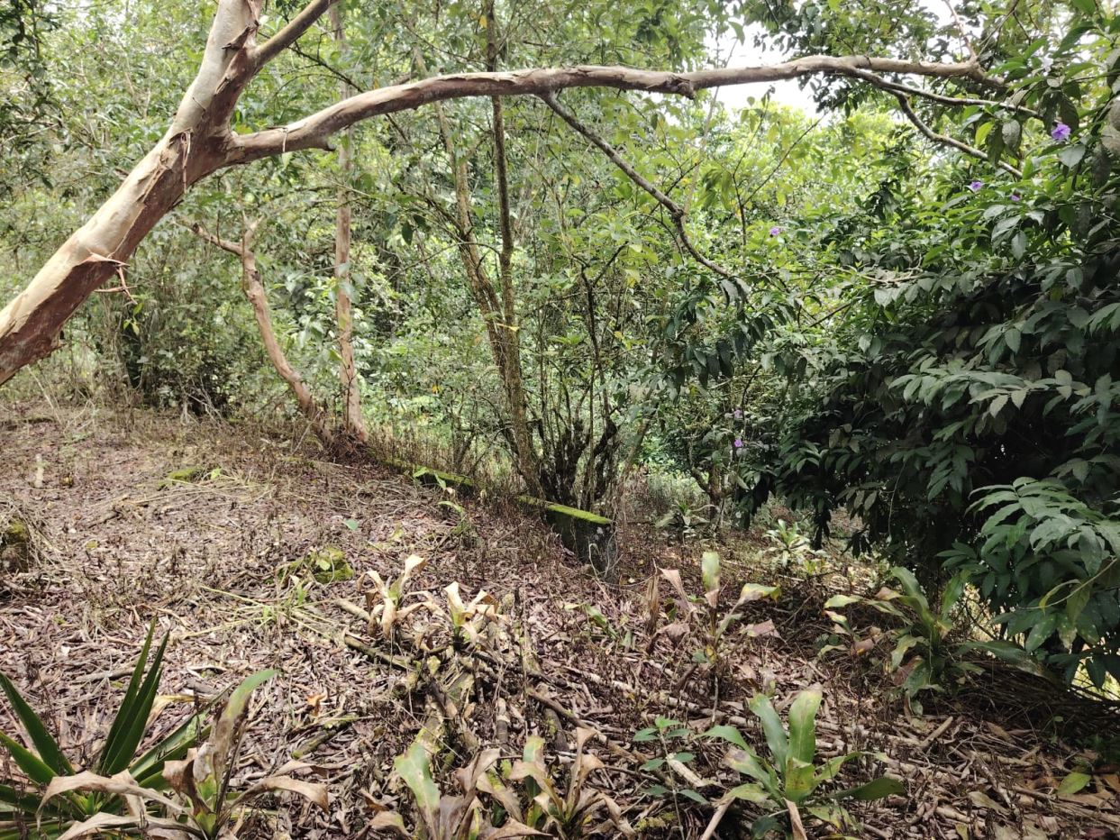 Dense tropical undergrowth with a large curved fallen tree trunk arching across the scene and leafy shrubs surrounding it, on the forest floor.