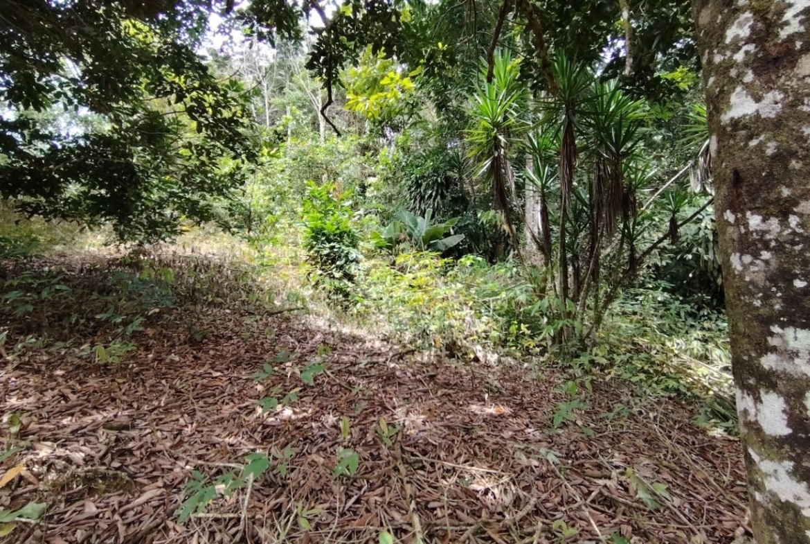 Dense tropical forest with leaf litter on the ground and sunlit undergrowth.