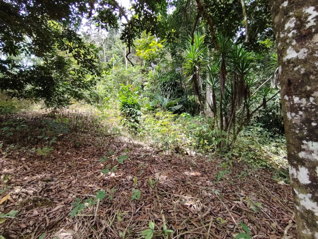 Dense tropical forest with leaf litter on the ground and sunlit undergrowth.