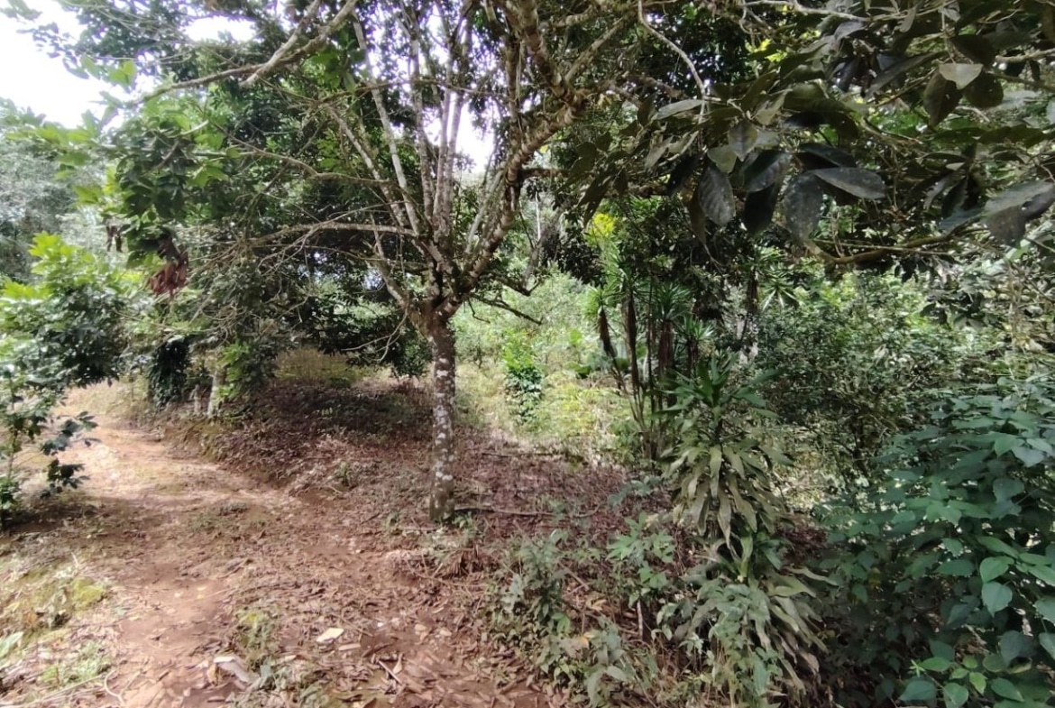 Dirt path winding through a dense, leafy forest with trees and shrubs on both sides.