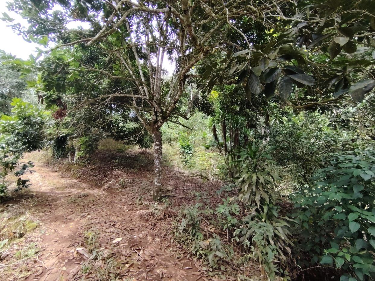 Dirt path winding through a dense, leafy forest with trees and shrubs on both sides.