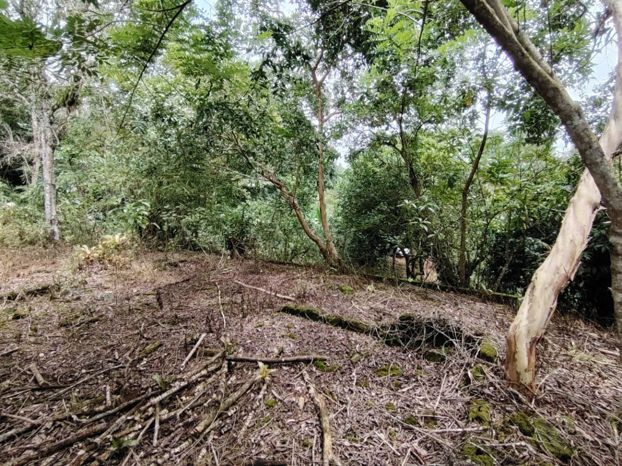 Dense forest floor with fallen branches and leafy undergrowth; a person partially visible among the shrubs in the background.