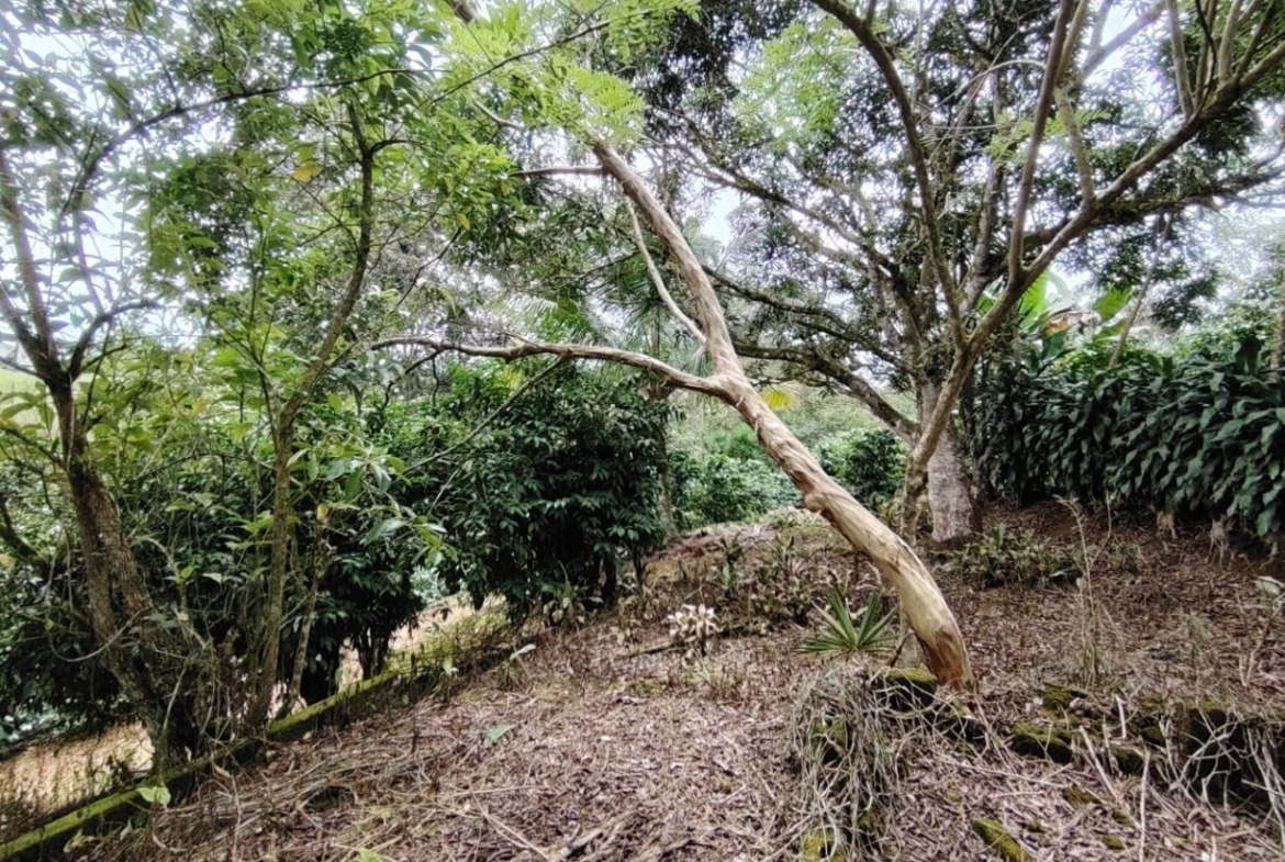Dense garden scene with a leaning tree trunk, various shrubs, and a leaf-covered earth ground.