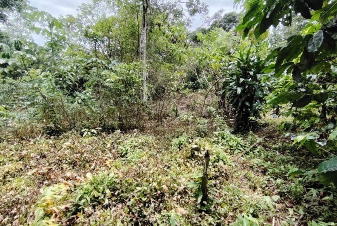 Dense, overgrown garden area with young trees and thick underbrush under a partly cloudy sky.