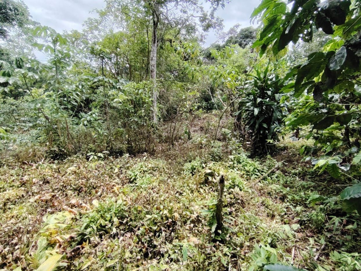 Dense, overgrown garden area with young trees and thick underbrush under a partly cloudy sky.