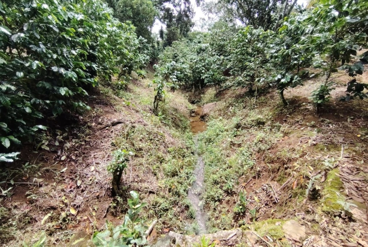 Narrow muddy irrigation trench winding through a coffee-tree plantation with dense green foliage on both sides.