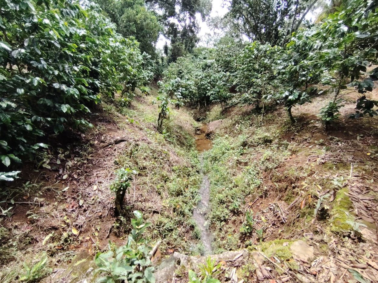 Narrow muddy irrigation trench winding through a coffee-tree plantation with dense green foliage on both sides.