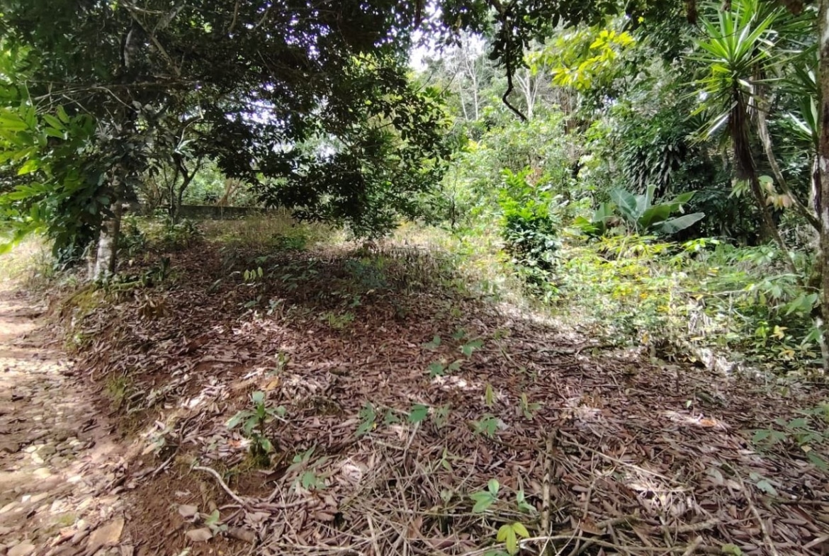 Shaded garden or forest area with a low, leaf-covered mound and dense vegetation around it.