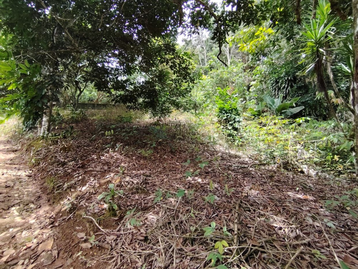 Shaded garden or forest area with a low, leaf-covered mound and dense vegetation around it.