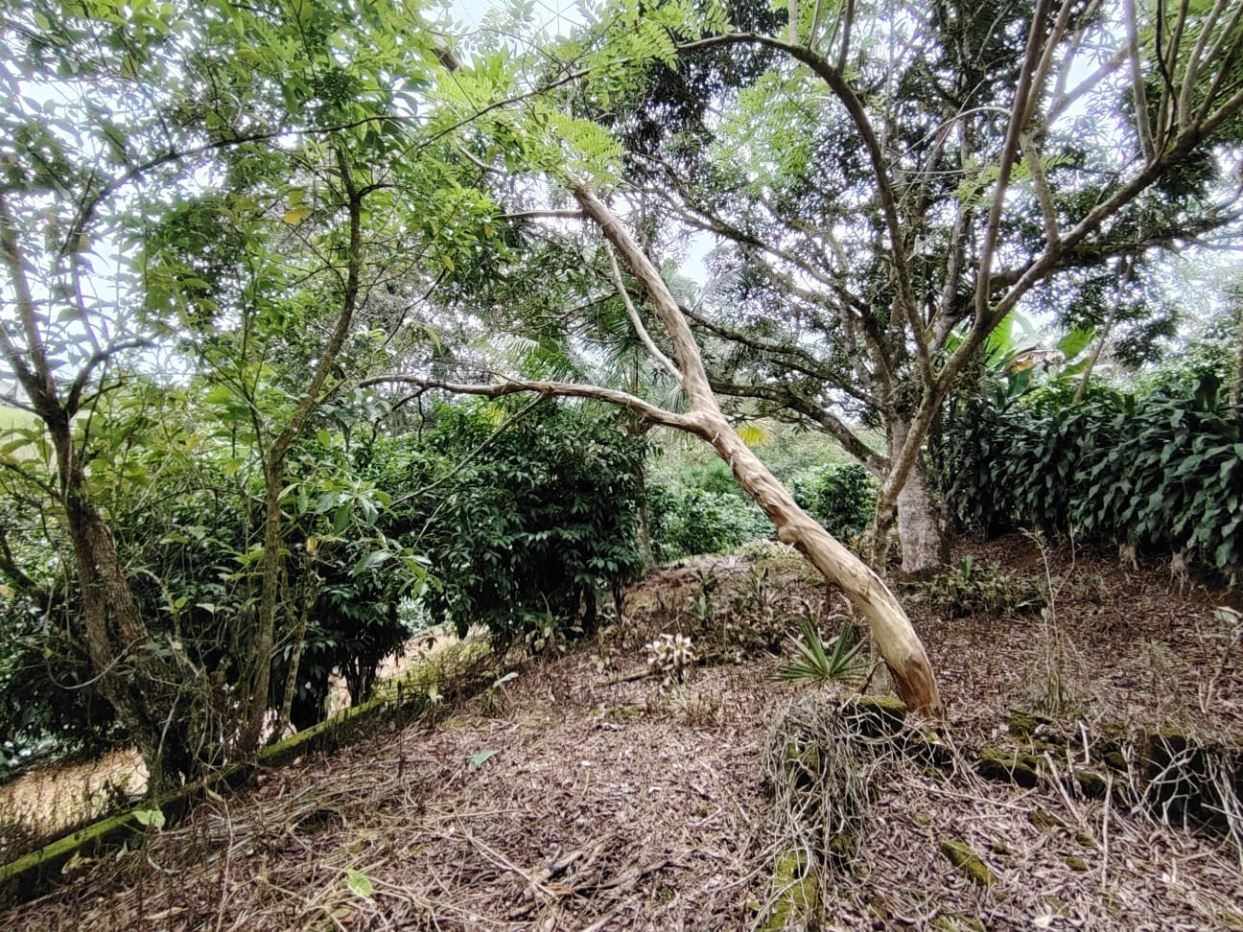 Dense garden scene with a leaning tree trunk, various shrubs, and a leaf-covered earth ground.