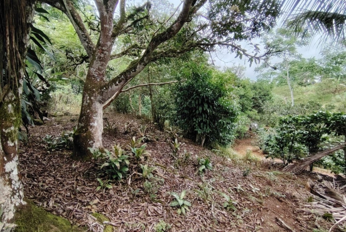 Tropical garden with a large, mossy tree trunk, dense green shrubs, and leaf litter on the ground.