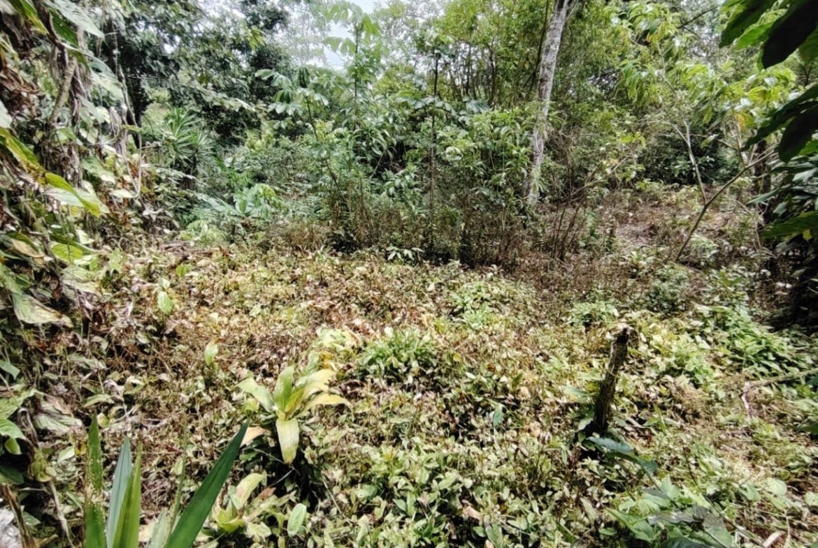 Dense tropical undergrowth with vines and small trees in a sunlit clearing
