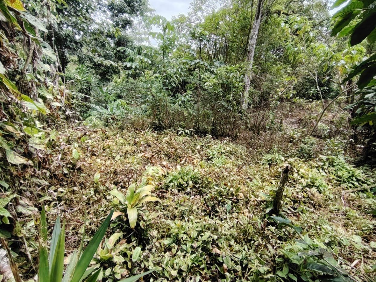Dense tropical undergrowth with vines and small trees in a sunlit clearing