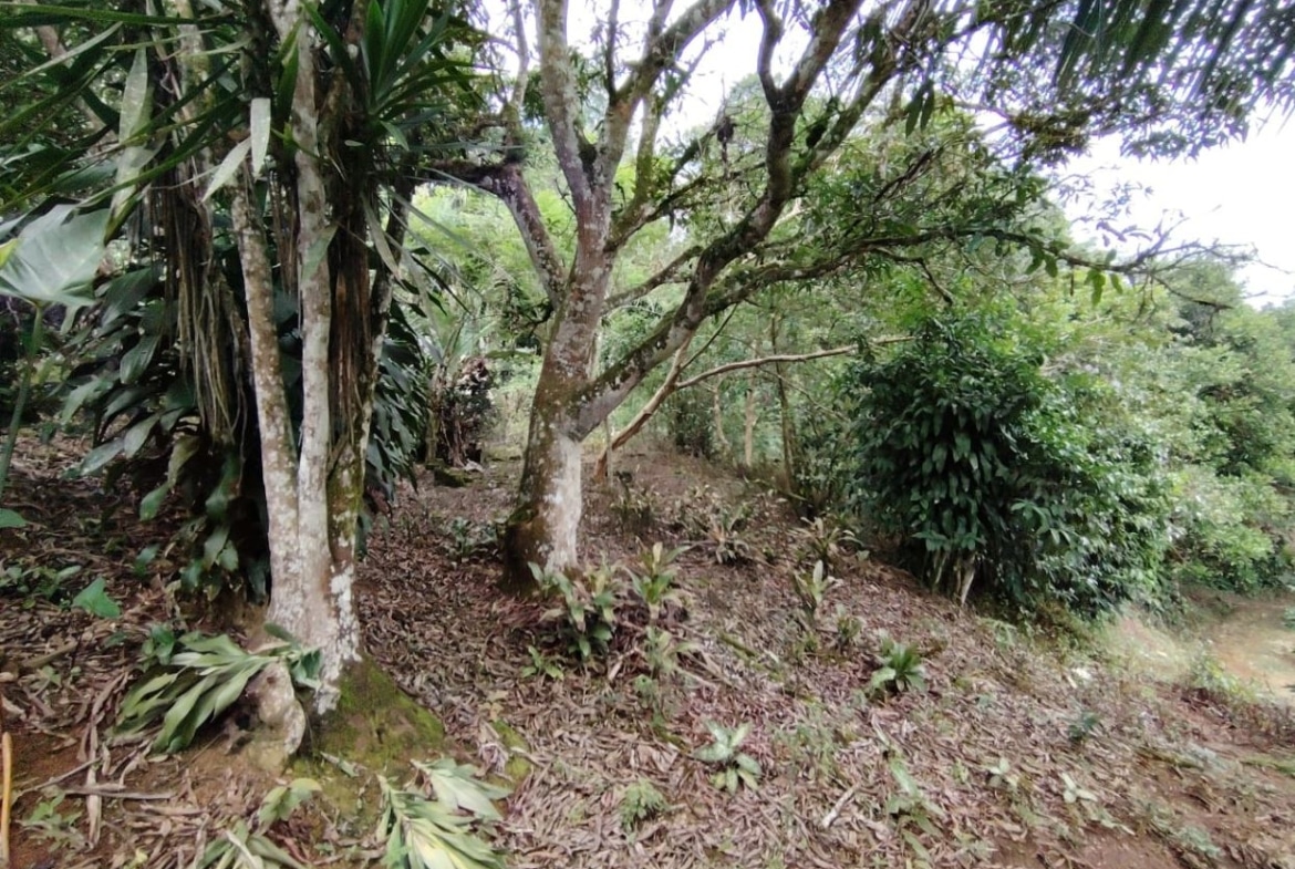 A wooded garden scene with multiple trees, shrubs, and leaf litter on the ground.