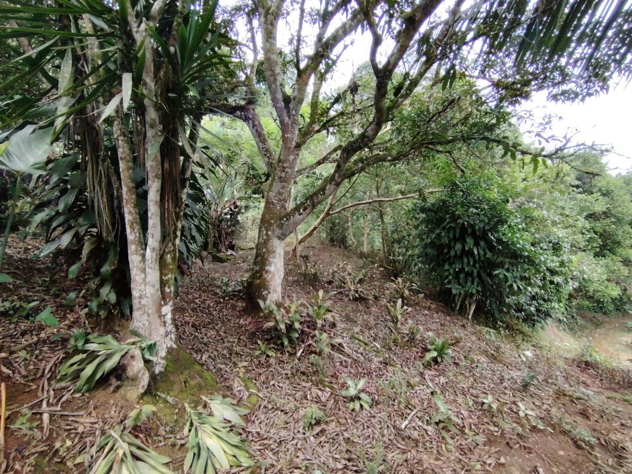 A wooded garden scene with multiple trees, shrubs, and leaf litter on the ground.