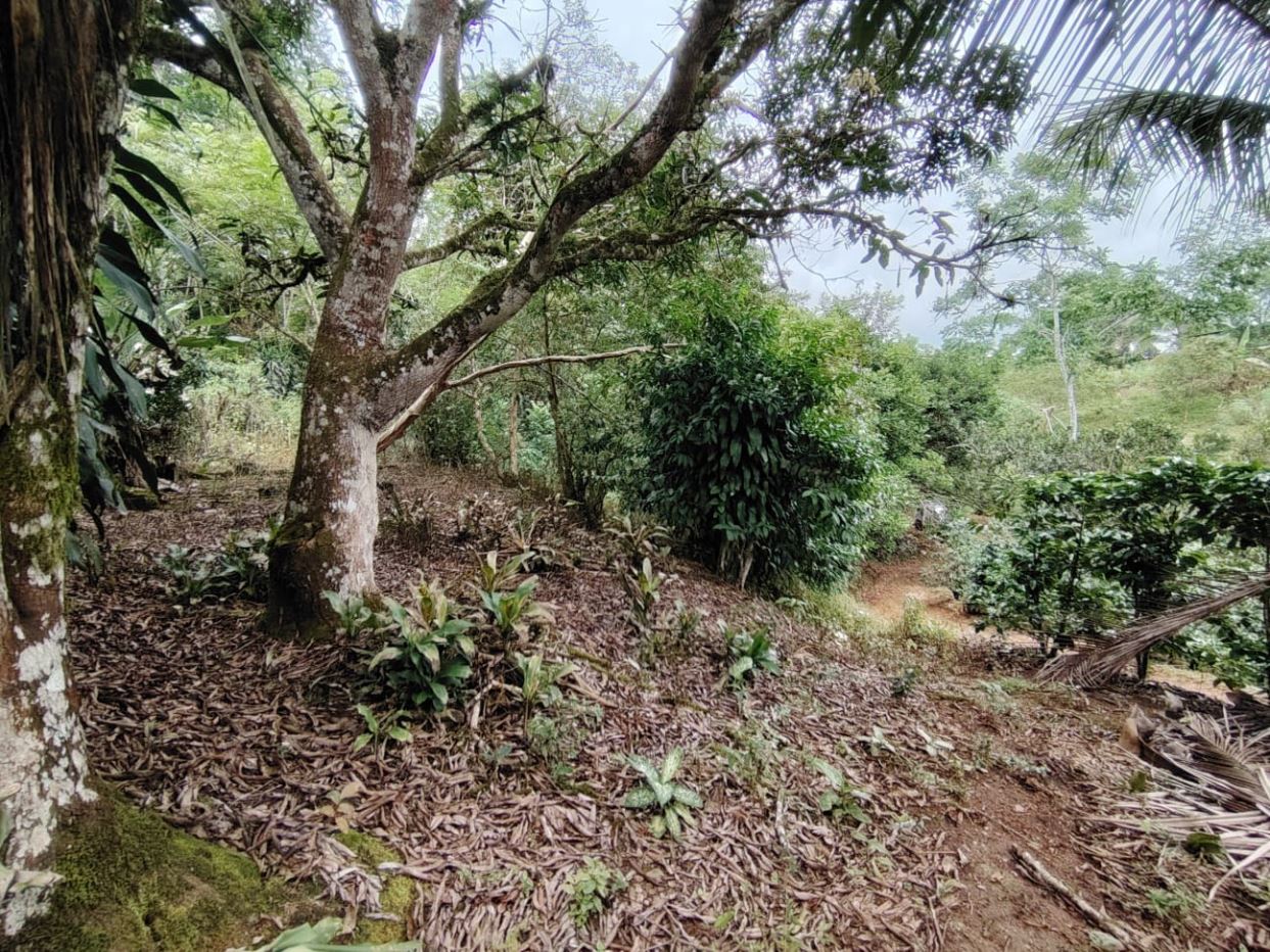 Tropical garden with a large, mossy tree trunk, dense green shrubs, and leaf litter on the ground.