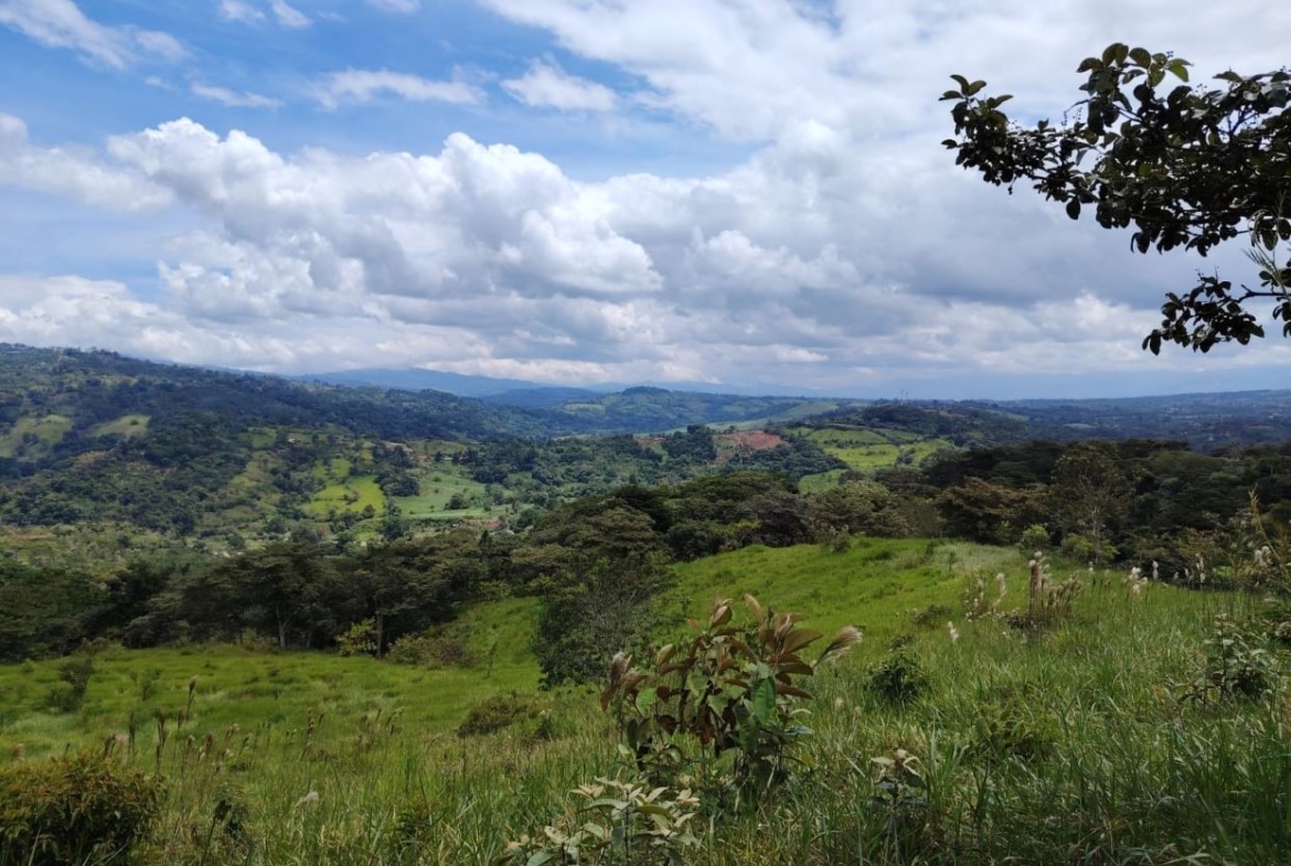 Wide green hillside landscape under a blue sky with white clouds, distant hills and trees.