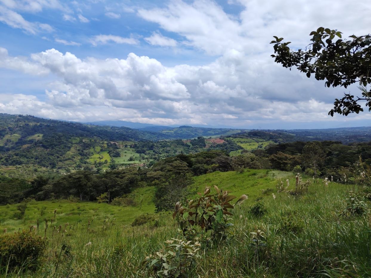 Wide green hillside landscape under a blue sky with white clouds, distant hills and trees.