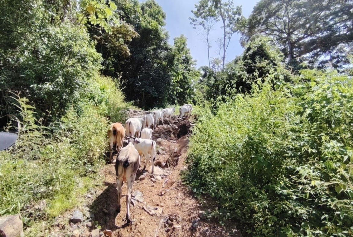 A herd of white cows walking single-file along a rocky dirt path through dense green vegetation in a sunny forest.