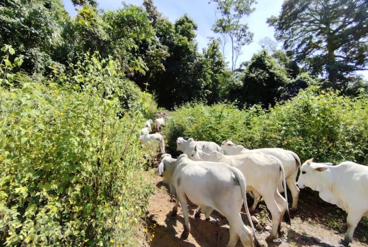 Herd of white cows walking along a narrow dirt path bordered by dense green shrubs and trees on a sunny day.