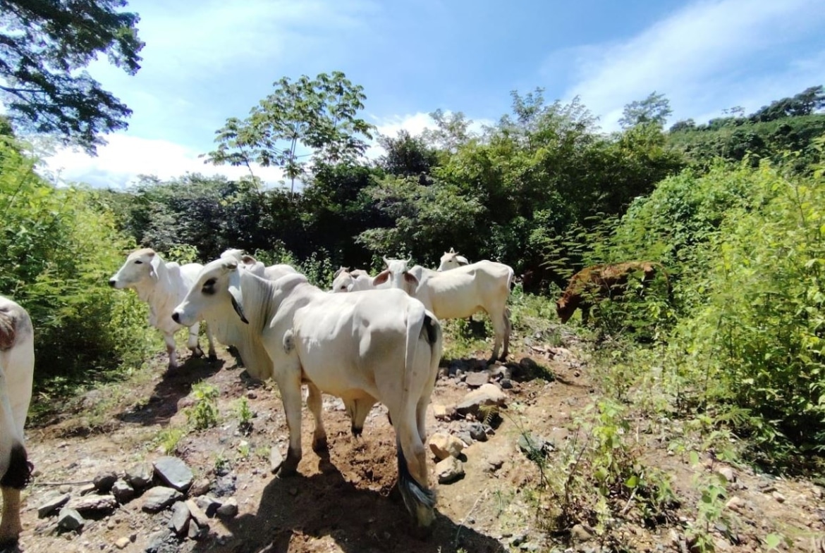Herd of white cows standing on a rocky dirt trail amid green bushes and trees under a bright blue sky.