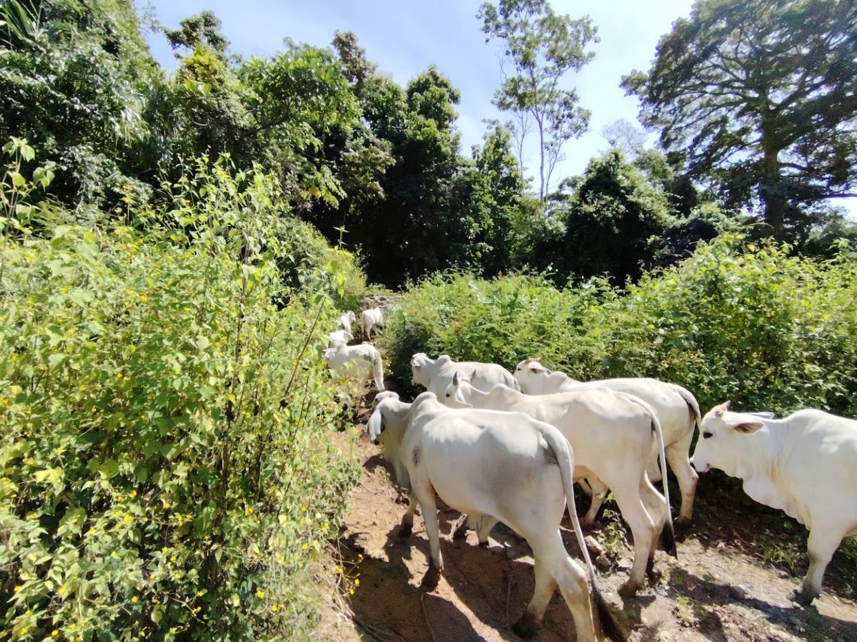 Herd of white cows walking along a narrow dirt path bordered by dense green shrubs and trees on a sunny day.