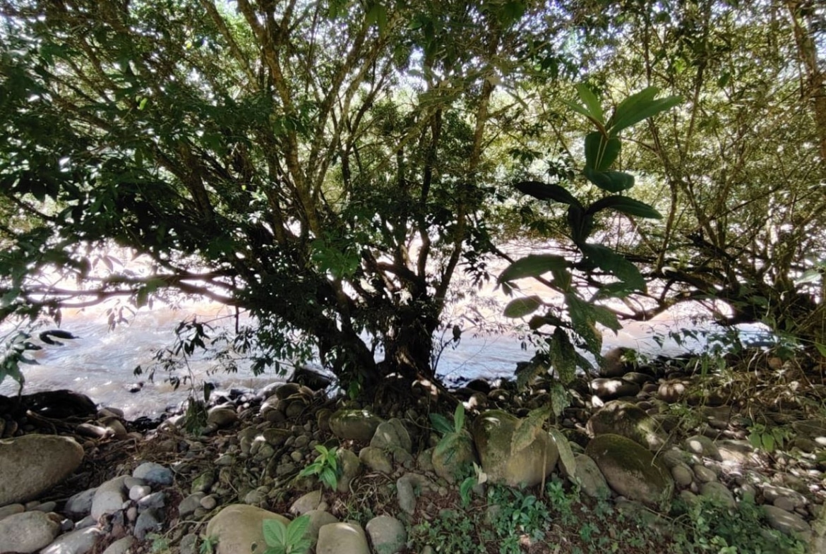 Tree with sprawling branches growing among smooth rocks on a riverbank, sunlight filtering through the leaves.