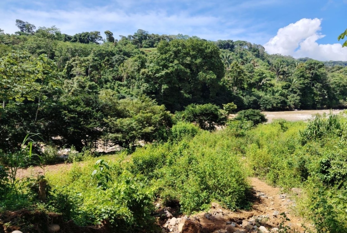 Lush tropical hillside with dense trees and a dirt path in the foreground under a blue sky.