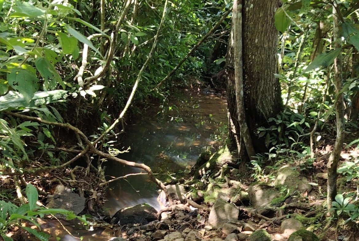 Dense green forest with a narrow muddy stream winding through rocks and sunlit leaves above