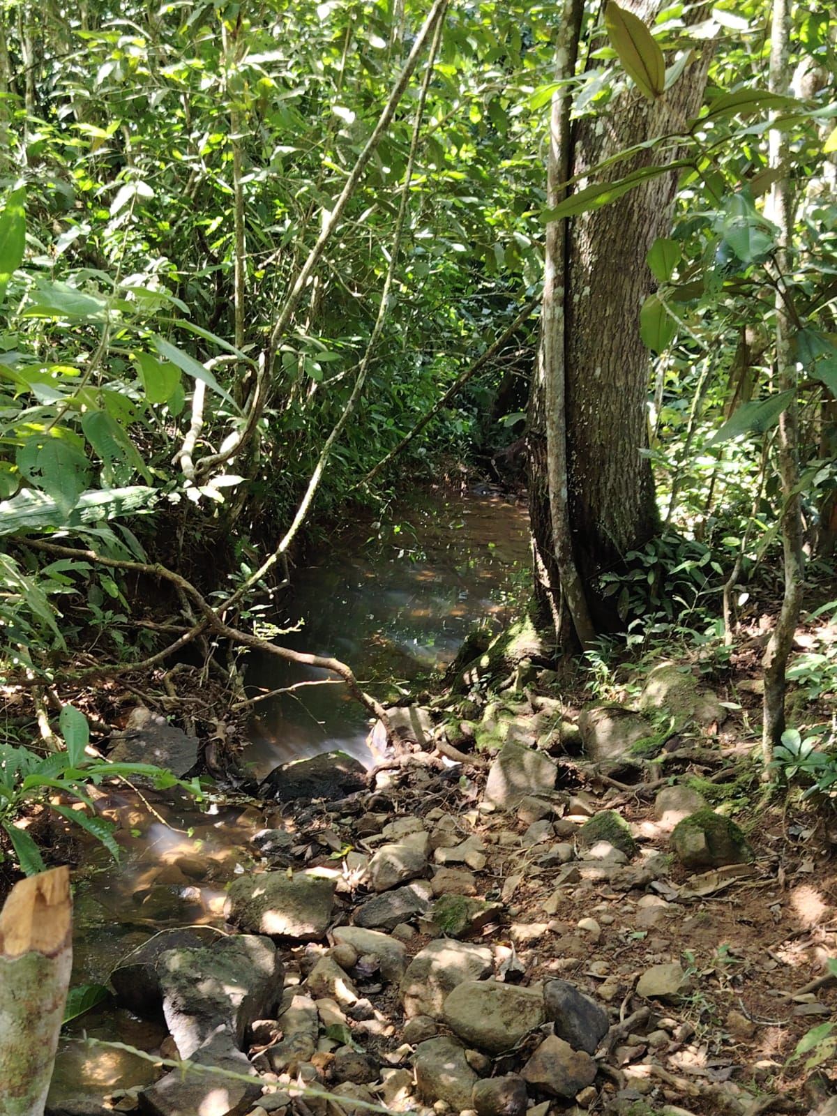 Dense green forest with a narrow muddy stream winding through rocks and sunlit leaves above