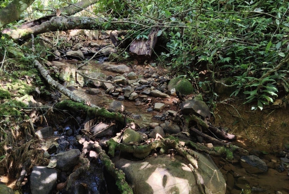 A small rocky creek in a dense green forest with fallen tree trunks and mossy stones across the stream.