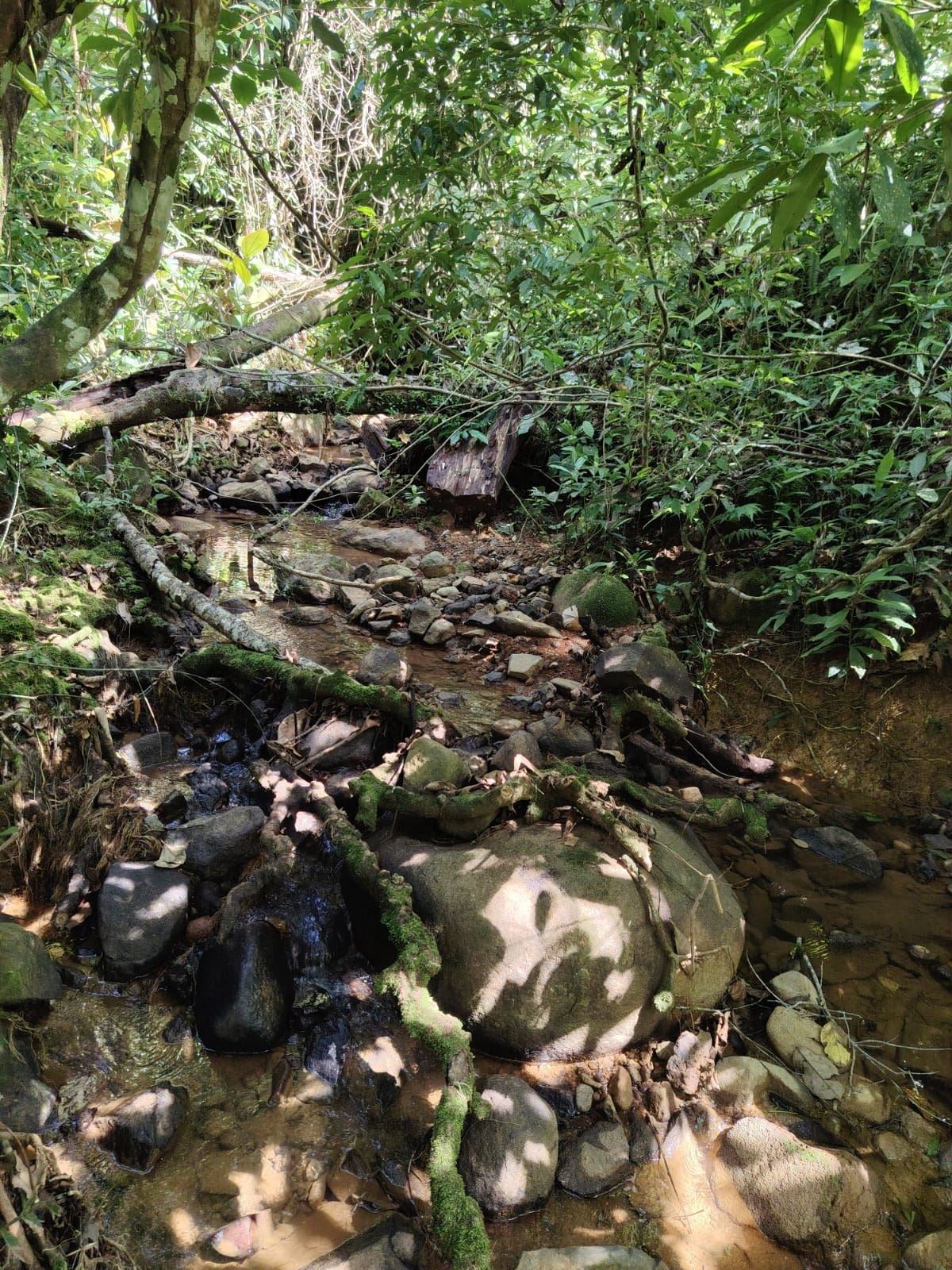 A small rocky creek in a dense green forest with fallen tree trunks and mossy stones across the stream.