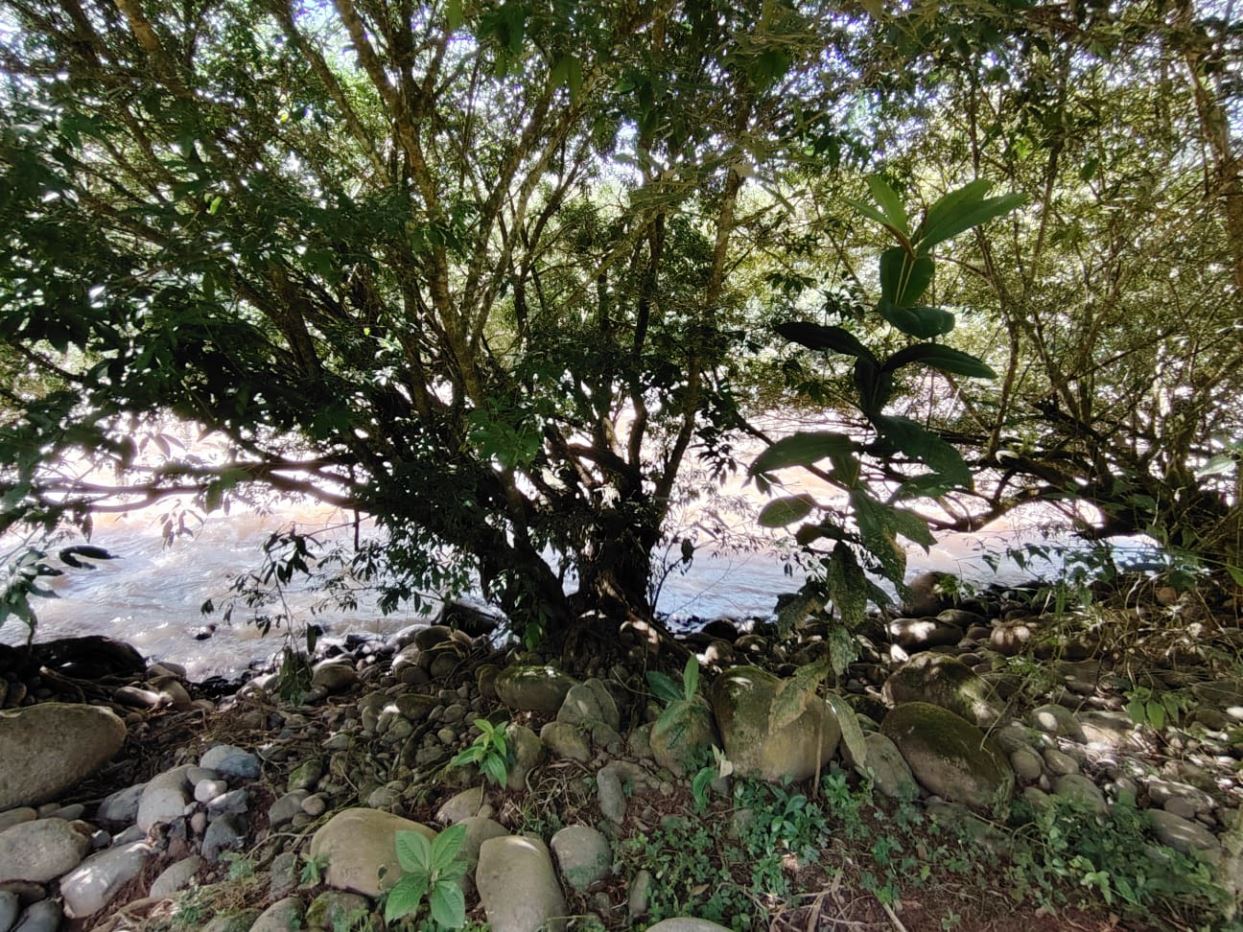 Tree with sprawling branches growing among smooth rocks on a riverbank, sunlight filtering through the leaves.