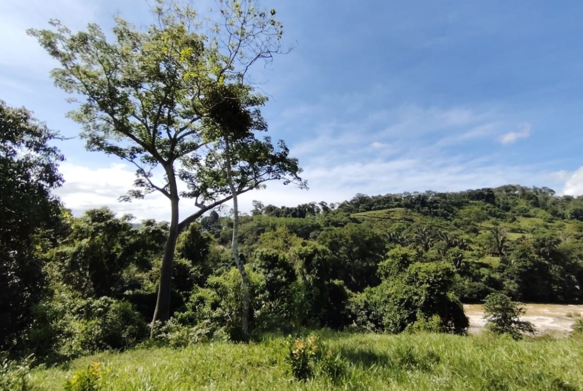 Tall tree with a large hanging nest in the foreground, green hills and a river in the background under a blue sky.