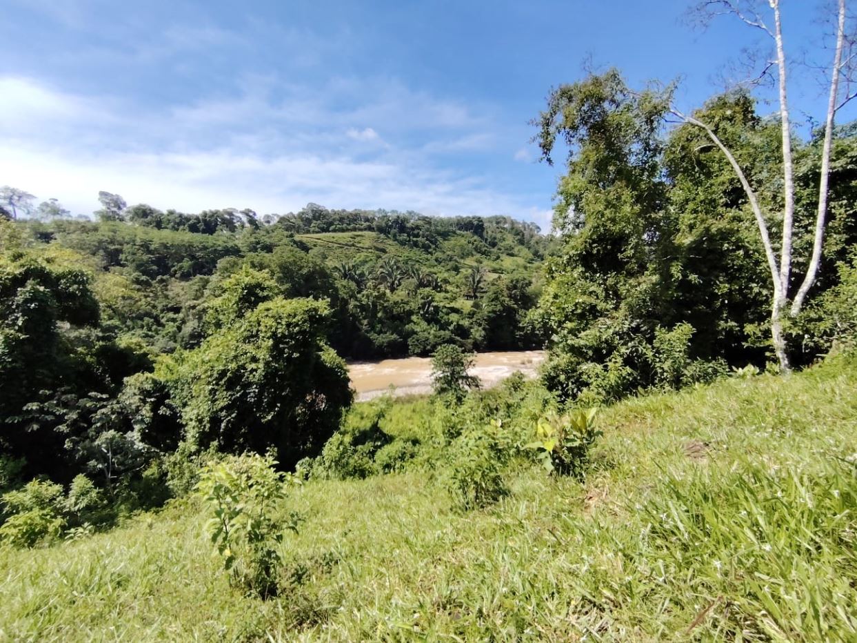 Lush green hillside with a muddy river winding through dense trees under a blue sky.